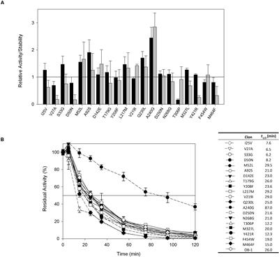 Consensus Design of an Evolved High-Redox Potential Laccase